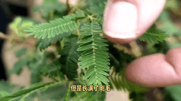 含羞草实验究究所隐藏路线:羞草探秘:解锁隐藏关卡【专题】