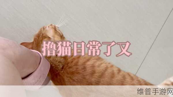 摸摸就湿～奶咪都湿透了还嘴硬：一起来撸猫，小奶猫淋雨后的日常【专题】