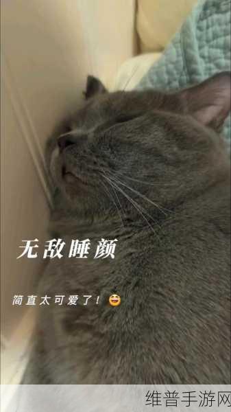 摸摸就湿～奶咪都湿透了还嘴硬：一起来撸猫，小奶猫淋雨后的日常【专题】