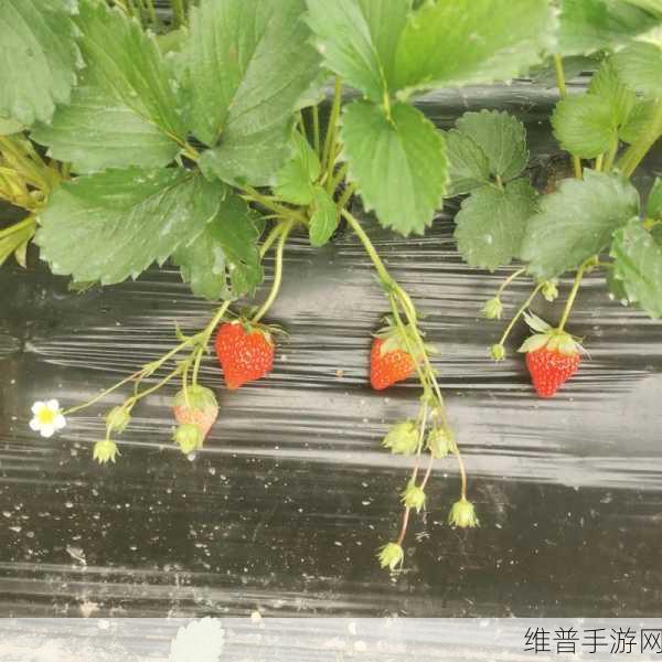 草莓视频黄污：草莓时光 - 休闲短视频【专题】