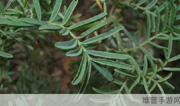 麻豆精产三产区区别和功效：精选三大产区：探索麻豆的独特魅力与功效【专题】