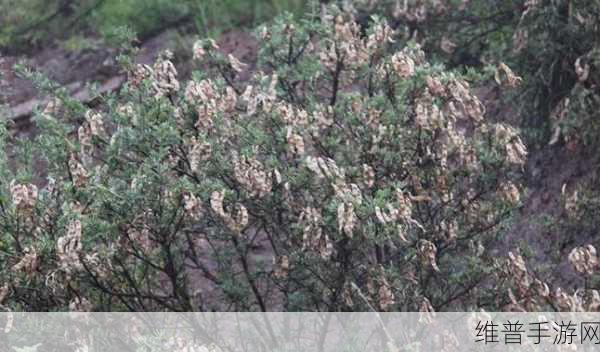 麻豆精产三产区区别和功效：精选三大产区：探索麻豆的独特魅力与功效【专题】