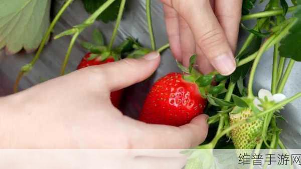 “草莓视频”：草莓时刻【专题】