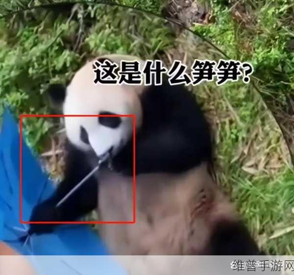 大熊猫捡到游客的伞还给撑开了：```【专题】