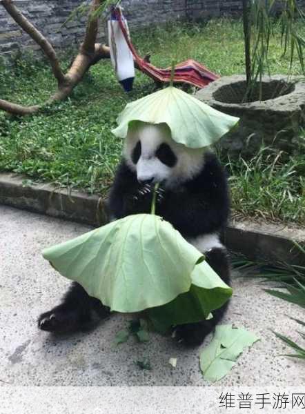 大熊猫捡到游客的伞还给撑开了:```【专题】
