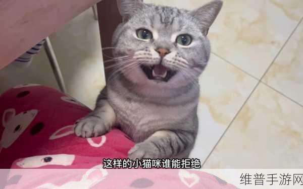 话痨猫大作战，挑战你的反应极限，欢乐下载不容错过！