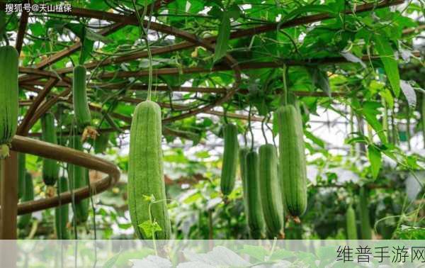 丝瓜视频成人：丝瓜视频 - 休闲娱乐【专题】