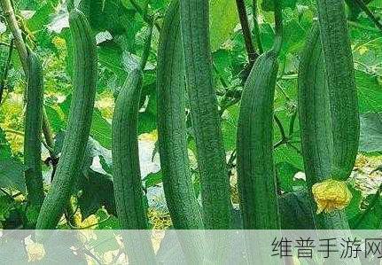 丝瓜视频成人：丝瓜视频 - 休闲娱乐【专题】