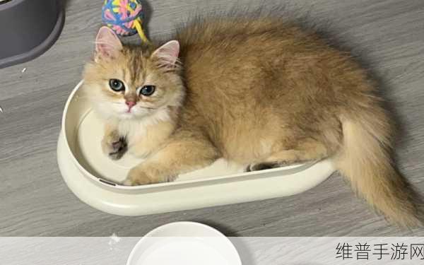 和猫粮拔萝卜免费:萌宠消消乐:拯救小猫咪【专题】