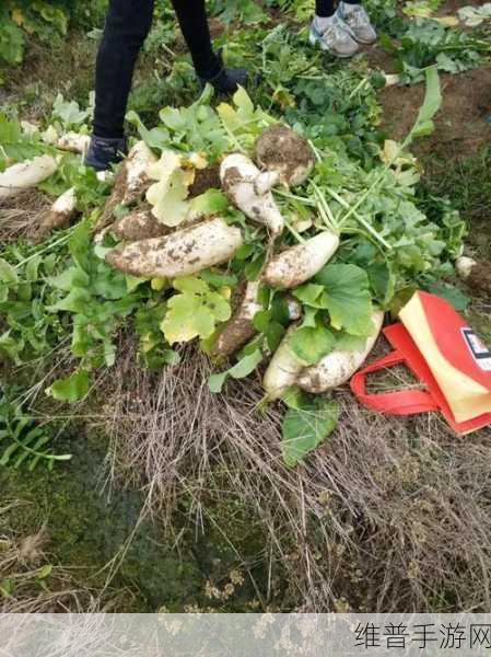 床上动作真人秀拔萝卜：萝卜消消乐【专题】