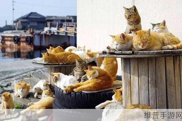 萌宠探险，猫的迷宫游戏下载全攻略