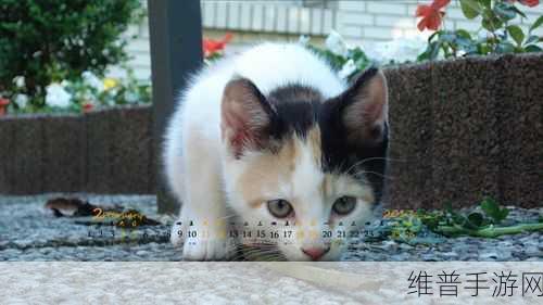 萌宠探险，猫的迷宫游戏下载全攻略