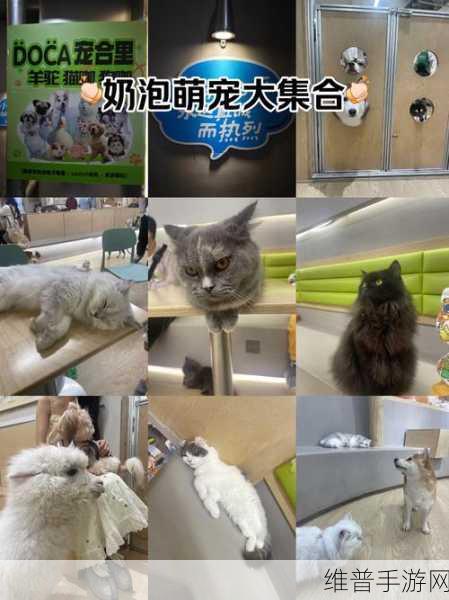 萌宠天堂,探索小猫咪模拟器下载的极致乐趣