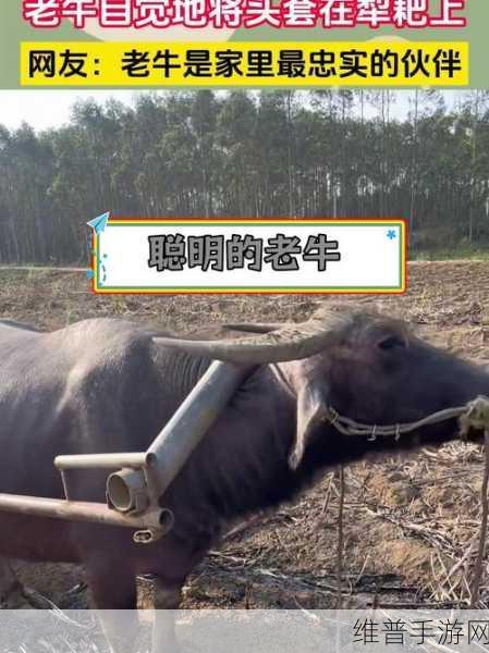 日产vs国产vs欧产老牛影视：老牛影视 - 全球精选影视大作【专题】