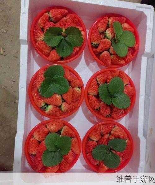 草莓视频首页：草莓时刻【专题】