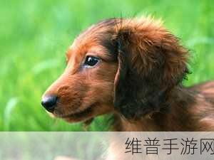 人狗胶配方大全免费天气预报：萌宠配方大师：天气助手【专题】