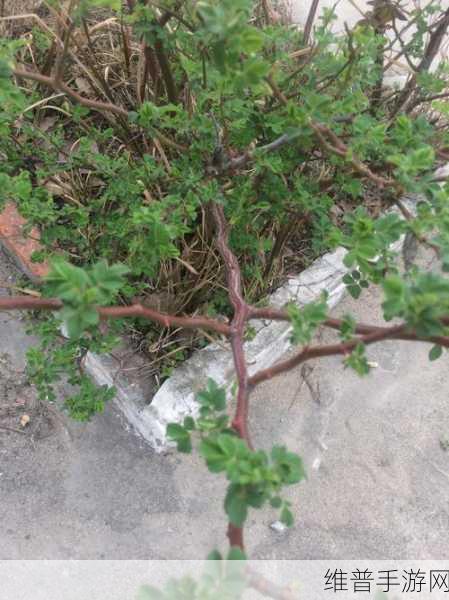 一起草在哪17c14:一起来找草17c14【专题】