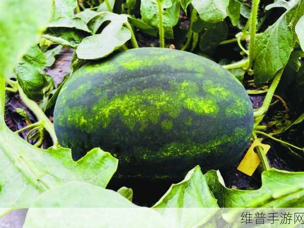 今日吃瓜热门大瓜每日更新：今日八卦速递：热瓜新鲜出炉【专题】