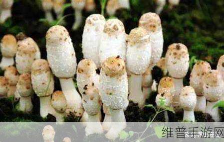 蘑菇黑料爆料：蘑菇秘境大揭秘【专题】