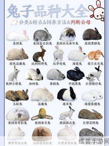 两个大白兔一抖一抖的：萌宠双子星闪耀时刻【专题】