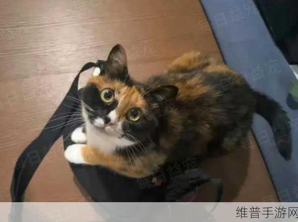 你好猫咪手游下载,探索喵星人世界的趣味解谜之旅
