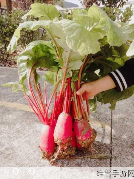 拨萝卜做钢筋免费视频教程：趣味拔萝卜：轻松学钢筋【专题】