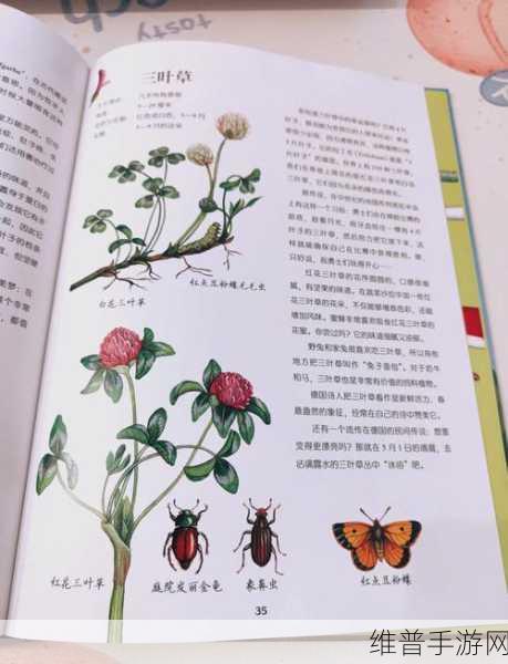 野草播放视频:探索自然影像【专题】