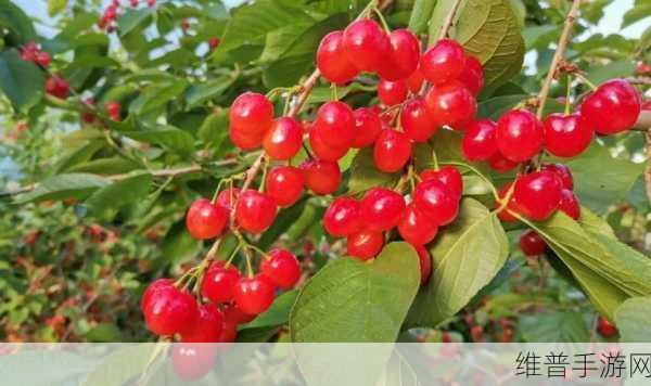 樱桃小视频 在线：樱桃短视频 - 精彩随刷【专题】