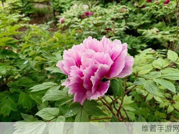 亭亭玉立国色天香开心：仙女养成：亭亭玉立修仙传【专题】