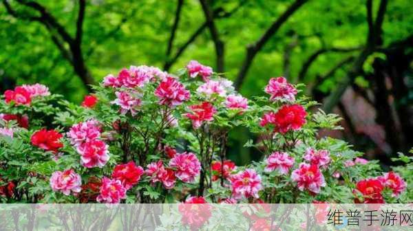 亭亭玉立国色天香开心:仙女养成:亭亭玉立修仙传【专题】