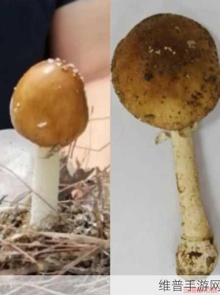 蘑菇视频黑料爆料事件：蘑菇短视频：爆料大作战【专题】