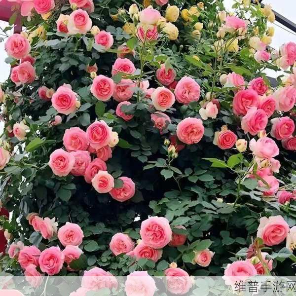 小森生活鲜花种植秘籍,打造缤纷花园