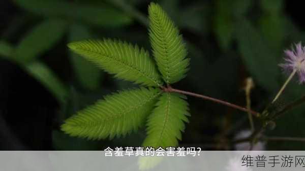含羞草实验实验究2024：羞草大冒险：神秘实验室2024【专题】