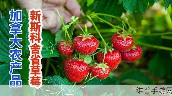 草莓视频.com：草莓时刻【专题】