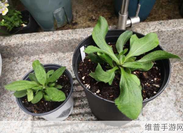 二人世界拔萝卜生猴子看全集：萝卜农场：双人合作种植冒险【专题】