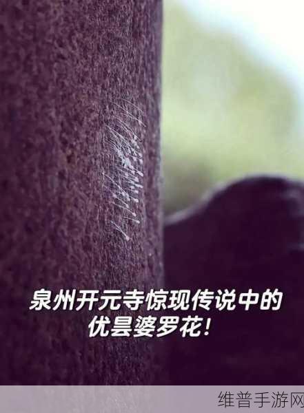 国精产品自偷自偷综合：国风修仙：寻宝探秘传说【专题】