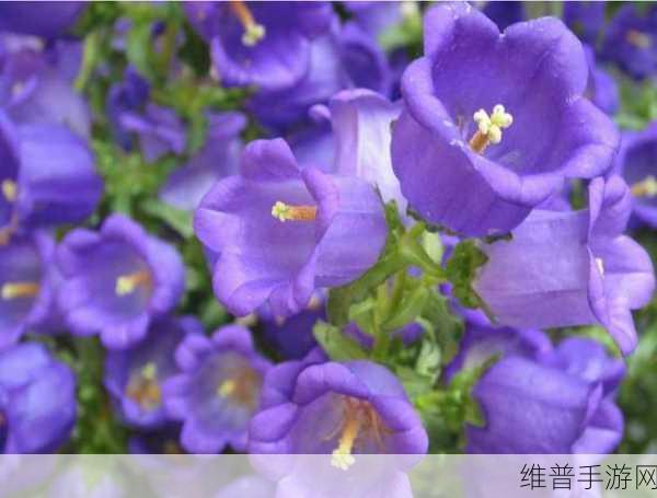 麻花传md0076苏语棠的歌词：花语传说：寻梦之歌【专题】