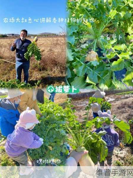 在床上拔萝卜下载：趣味农场消除【专题】