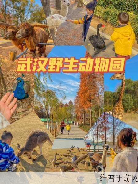 火烈鸟模拟器游戏下载，沉浸式3D动物模拟体验全攻略