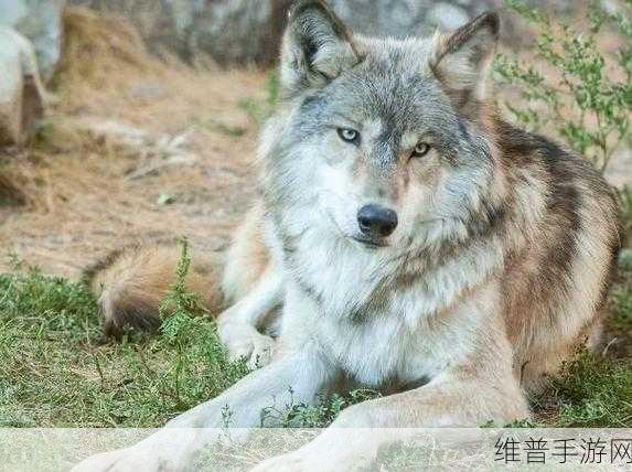 狼窝电影：狼影视频【专题】
