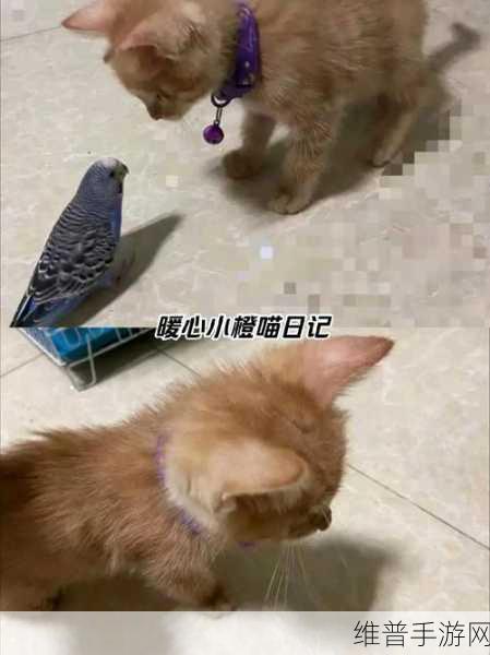 小女孩把第一次给狗的有吗：萌宠成长：小主人的暖心故事【专题】