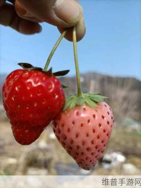 草莓视频成：草莓时刻【专题】