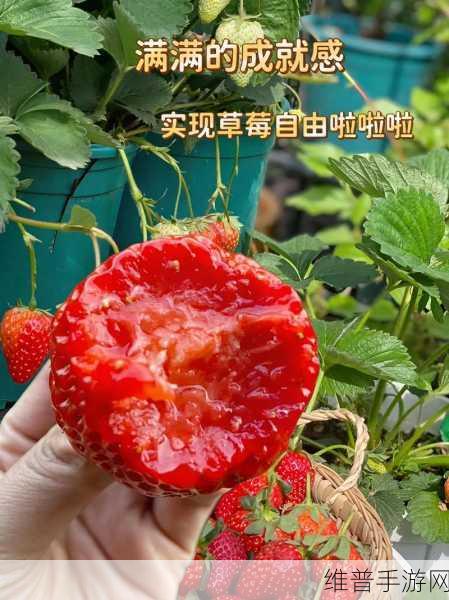 草莓视频成:草莓时刻【专题】