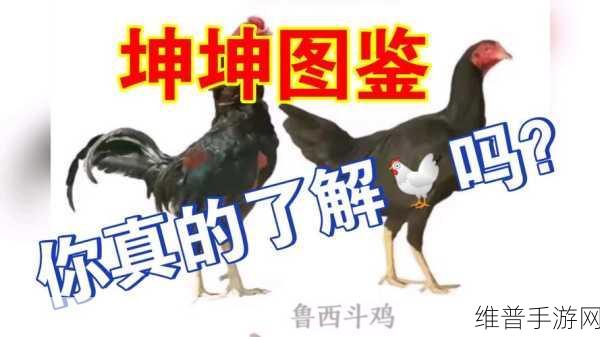 男生的坤坤 进老师的桃子：坤坤大冒险：桃子王国的秘密【专题】