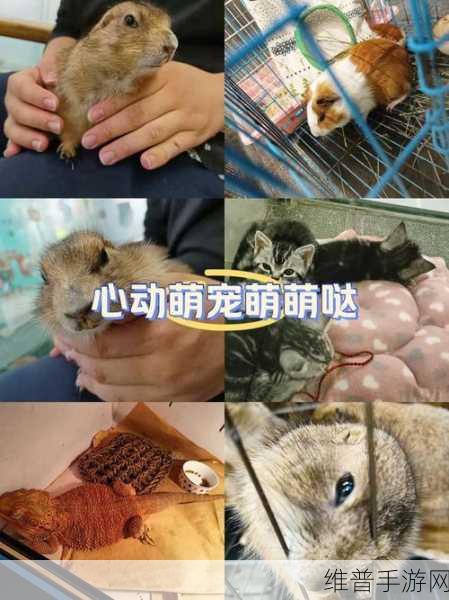 萌宠跳跃，解锁休闲益智新乐趣的手游下载指南