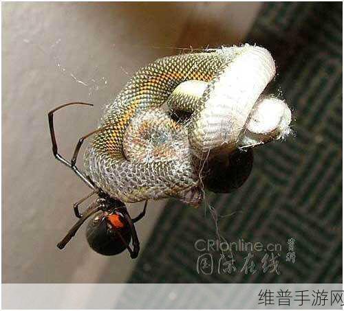蜘蛛模拟生存，探索自然奥秘的免费手游攻略