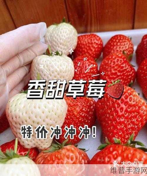 草莓福利：草莓宝藏【专题】