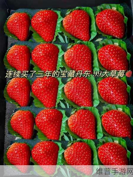 草莓福利：草莓宝藏【专题】