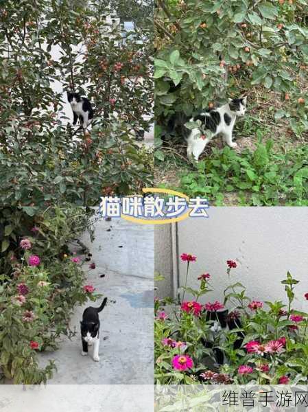 伐木猫下载,探索萌萌猫咪的奇幻伐木之旅