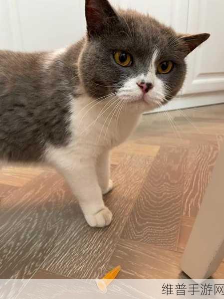 搔痒猫安卓版下载,探索非常可爱的治愈系手机游戏奇妙世界